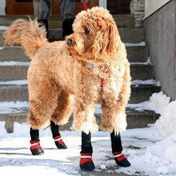 Pet Boots - Protect Your Best Friend, No Matter the Season!